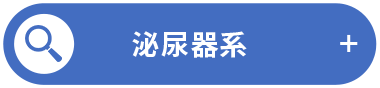 泌尿器系